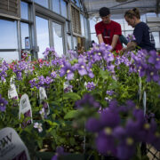 Agriculture-Sheridan-College-Greenhouse-Horticulture Gain hands on experience in Horticulture at Sheridan College.
